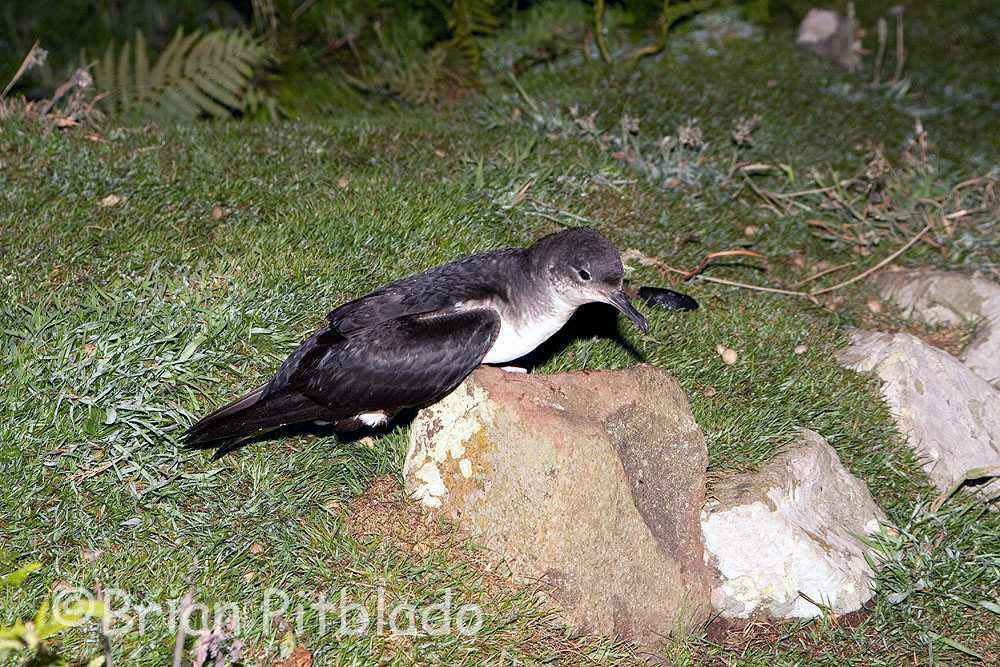 skomer002.jpg