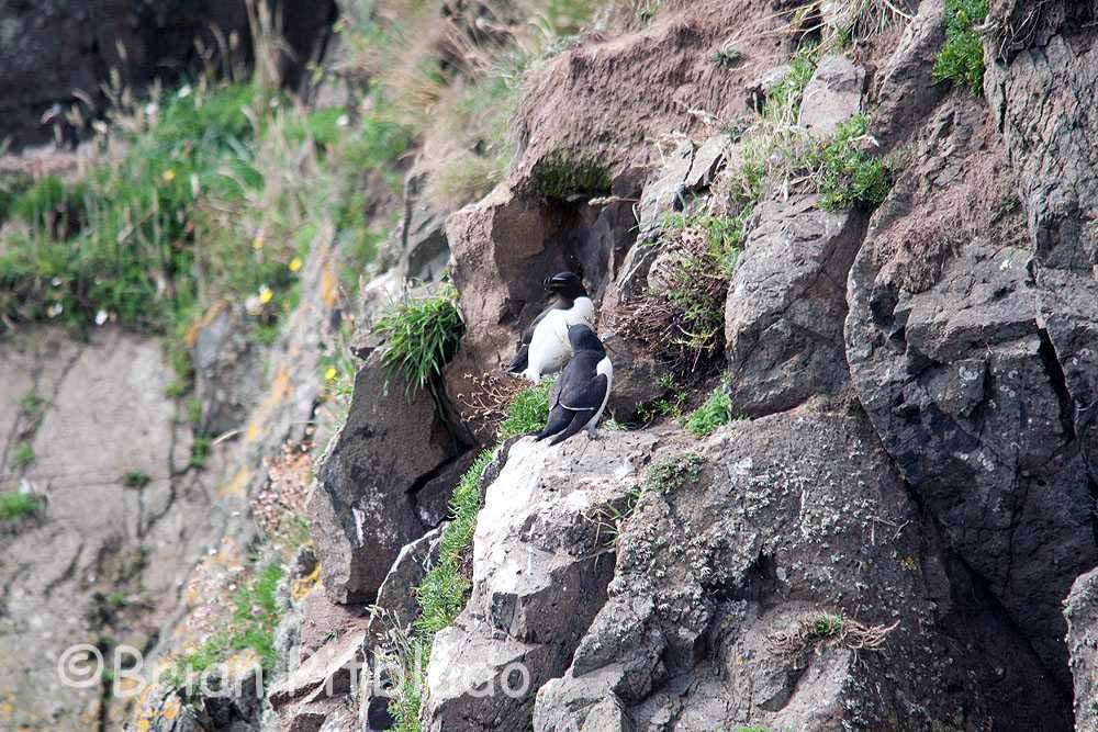 skomer009.jpg