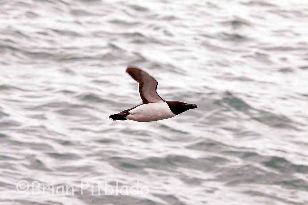 skomer015.jpg