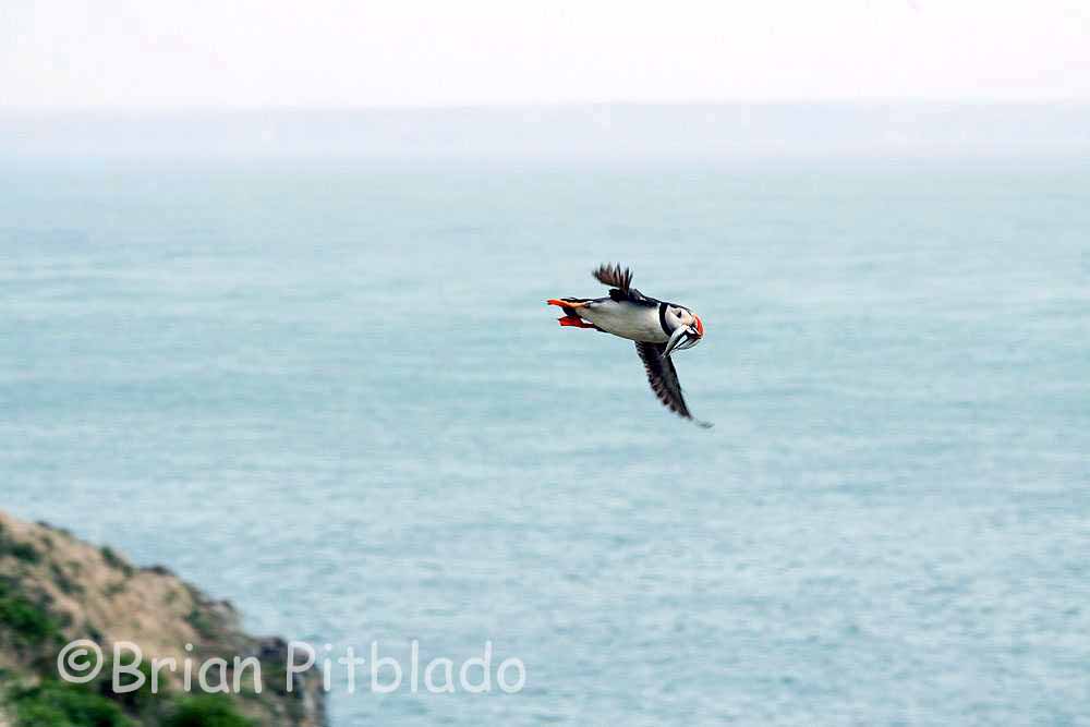 skomer032.jpg