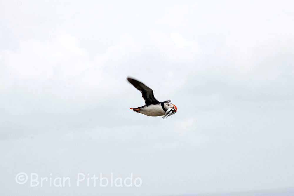 skomer035.jpg