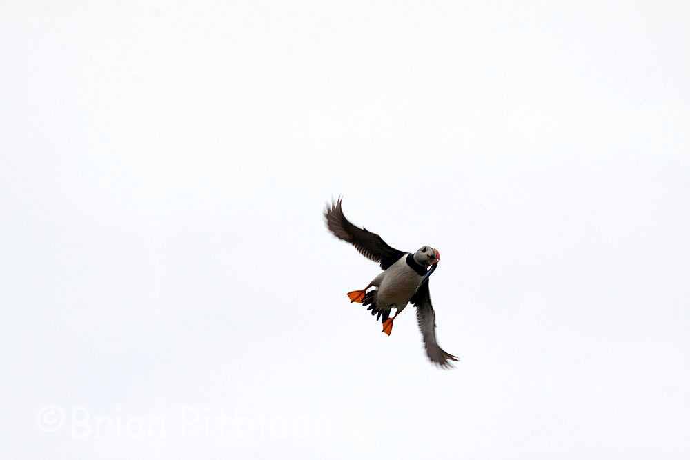 skomer041.jpg