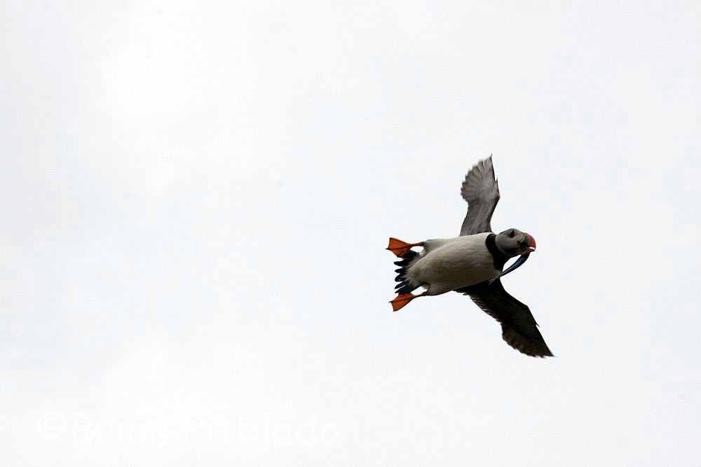 skomer042.jpg