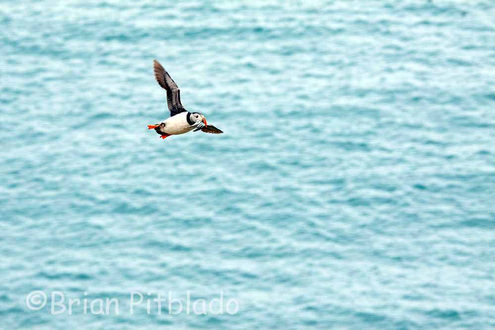 skomer046.jpg