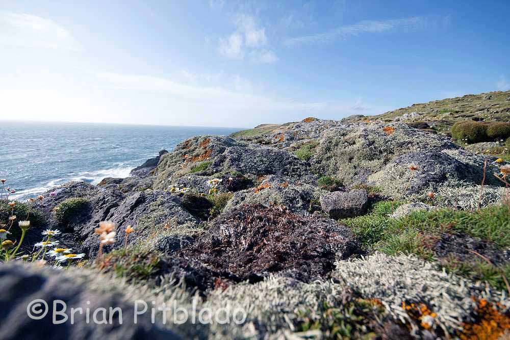 skomer114.jpg