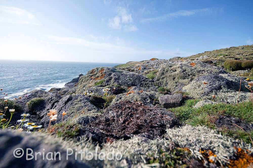 skomer114.jpg