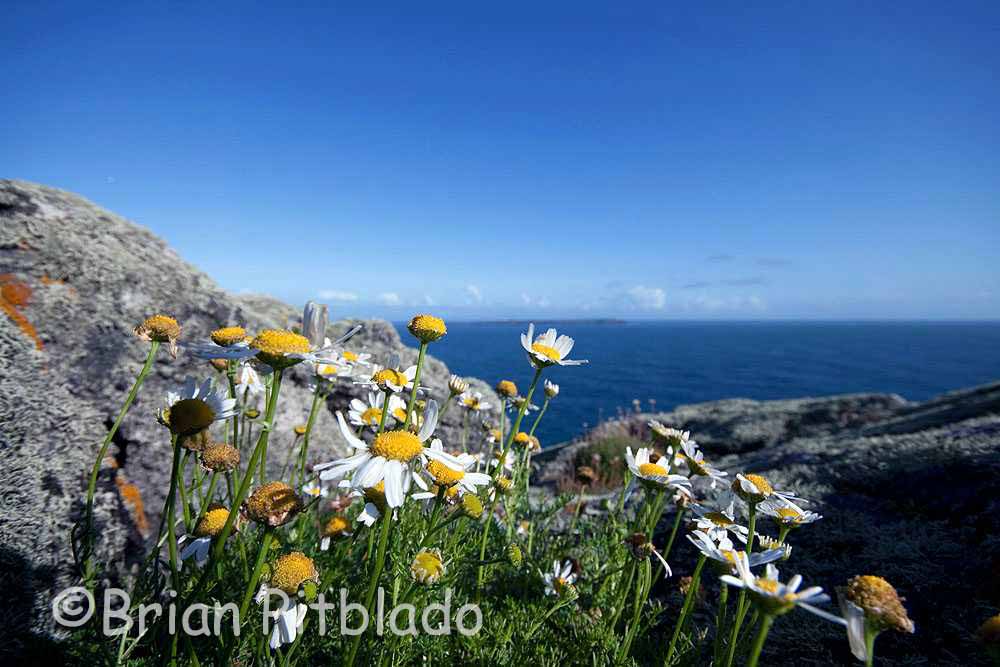 skomer120.jpg