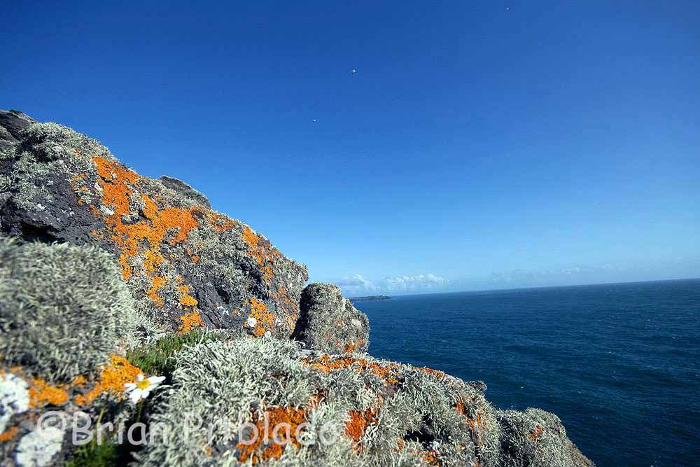 skomer125.jpg