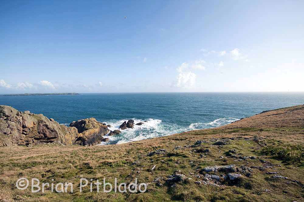 skomer145.jpg