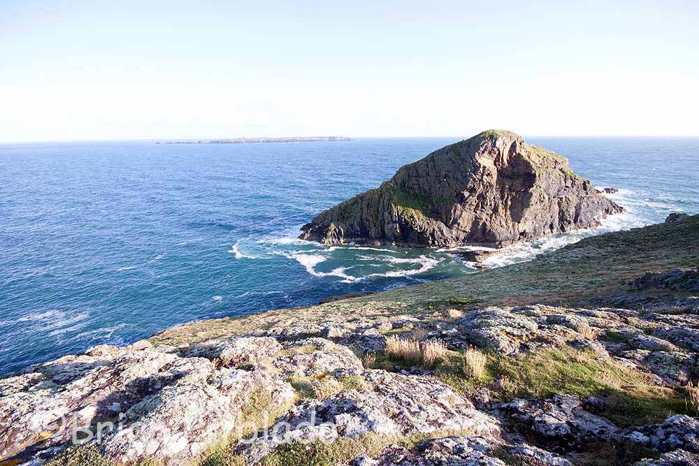 skomer190.jpg