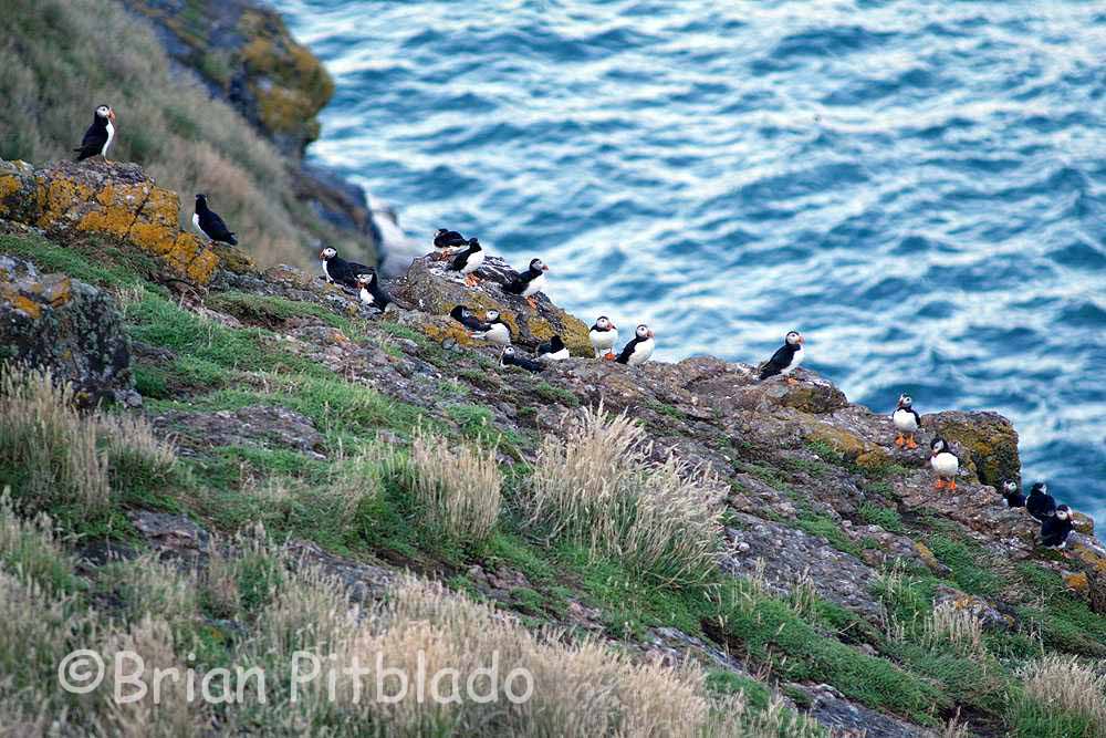 skomer196.jpg