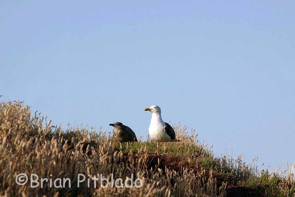 skomer200.jpg