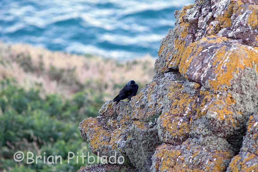 skomer202.jpg