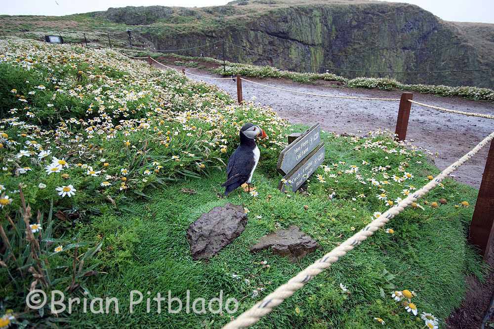 skomer227.jpg