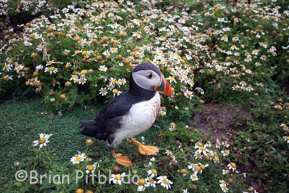 skomer229.jpg