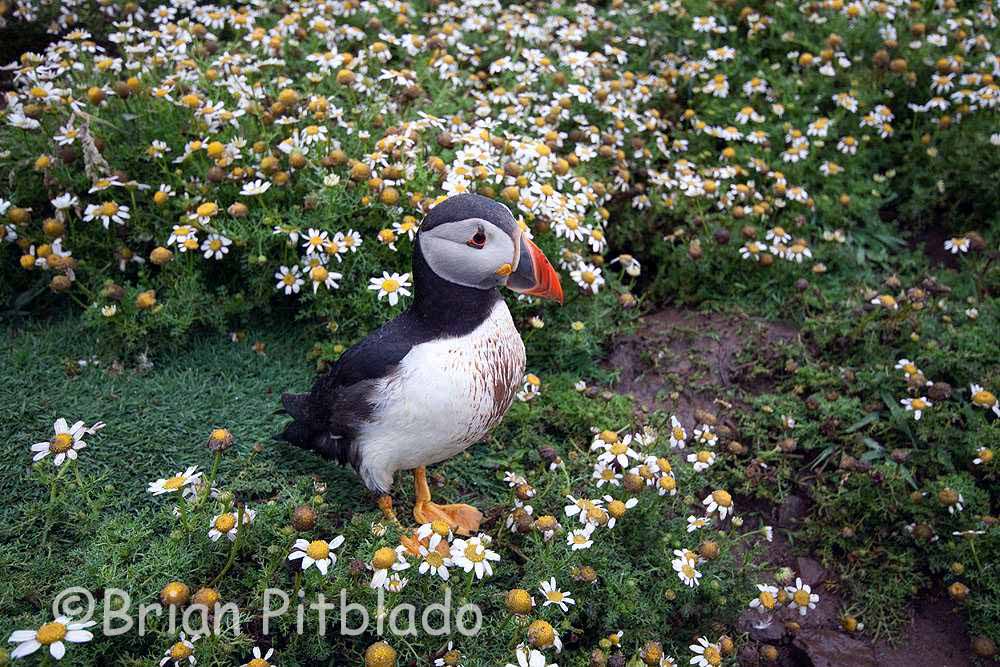 skomer230.jpg