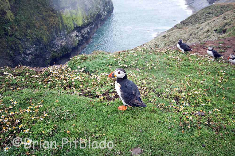 skomer232.jpg