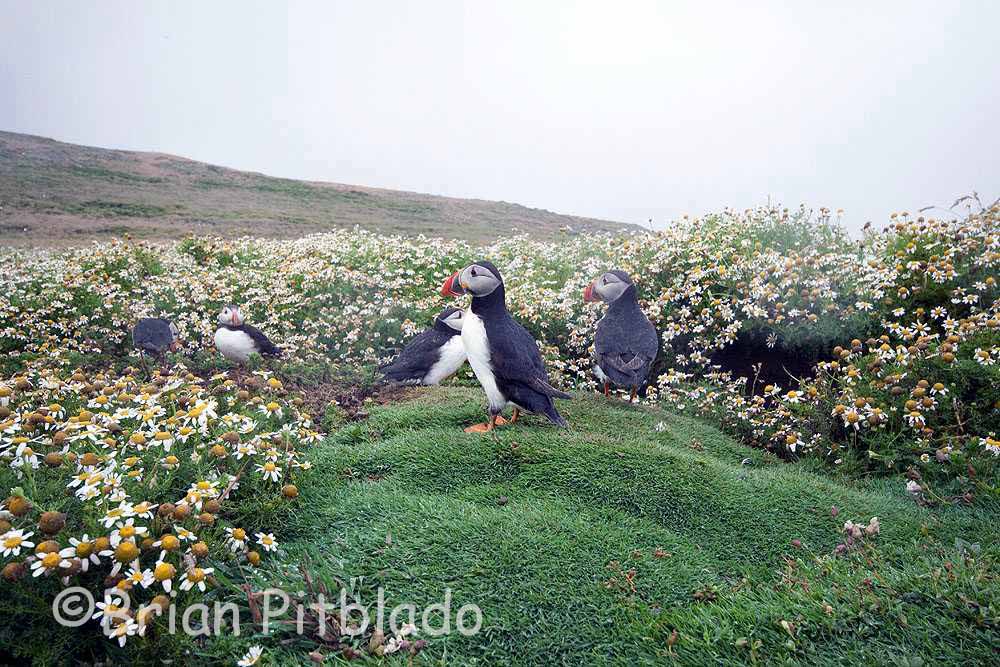 skomer236.jpg