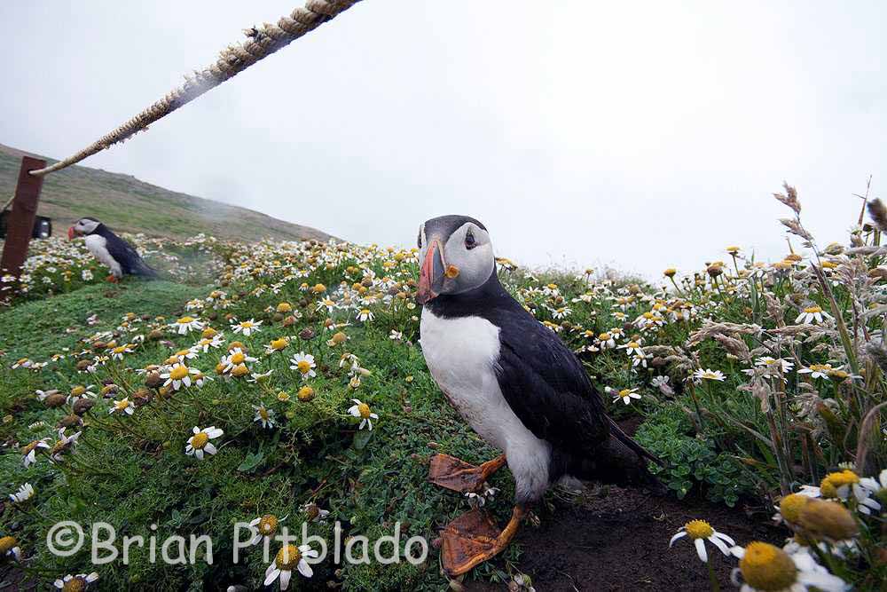 skomer240.jpg