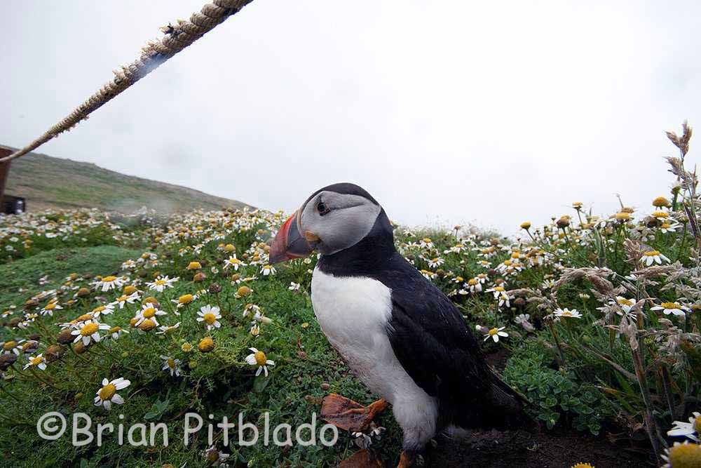 skomer241.jpg