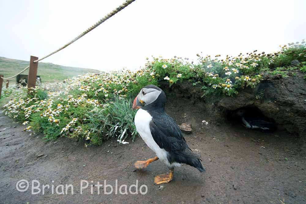 skomer243.jpg