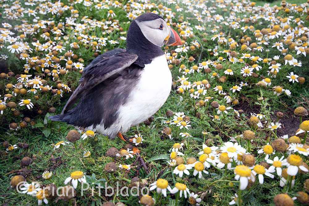 skomer245.jpg