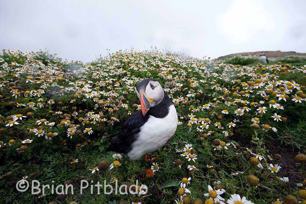 skomer246.jpg