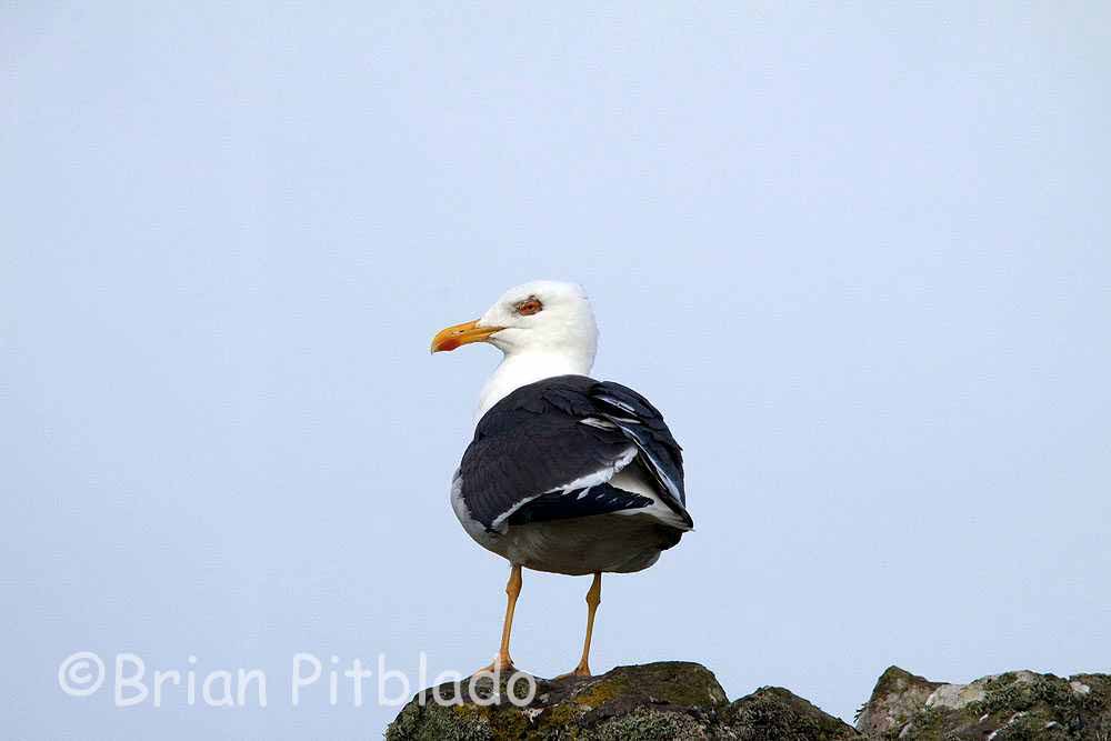 skomer293.jpg