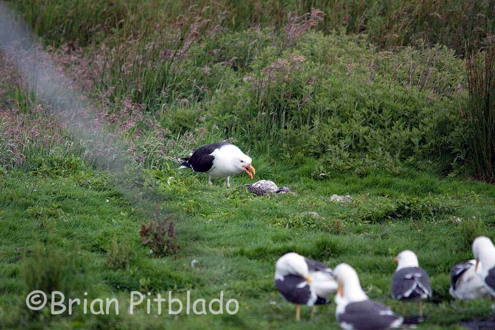 skomer298.jpg