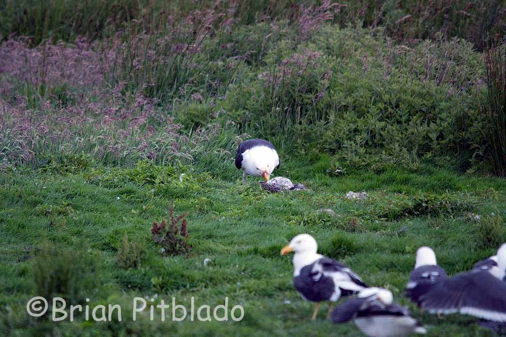 skomer299.jpg