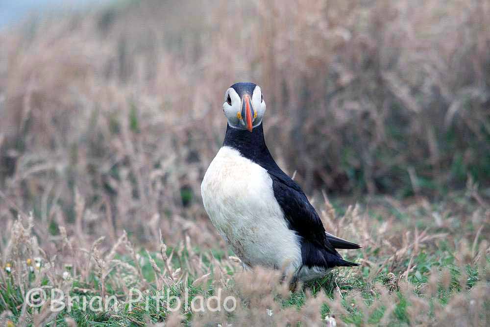 skomer318.jpg