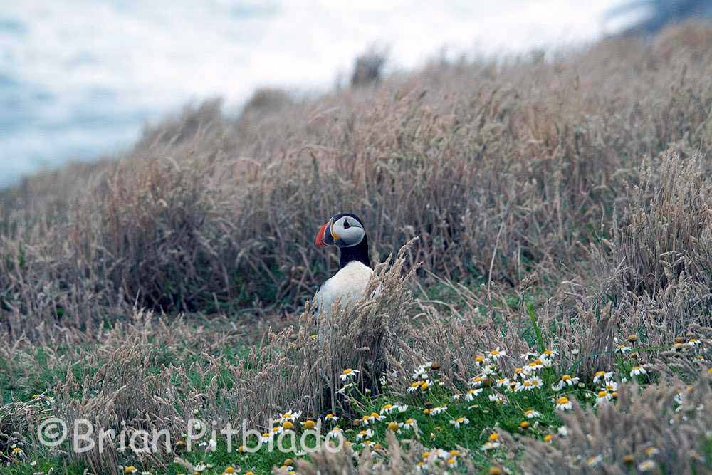 skomer320.jpg