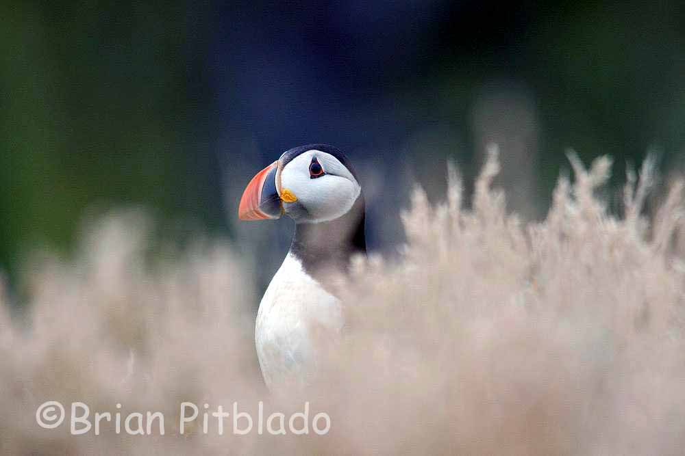 skomer321.jpg