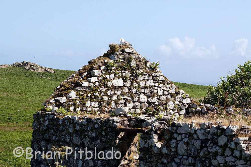 skomer343.jpg