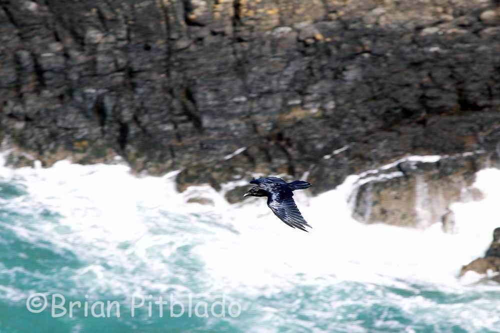 skomer356.jpg