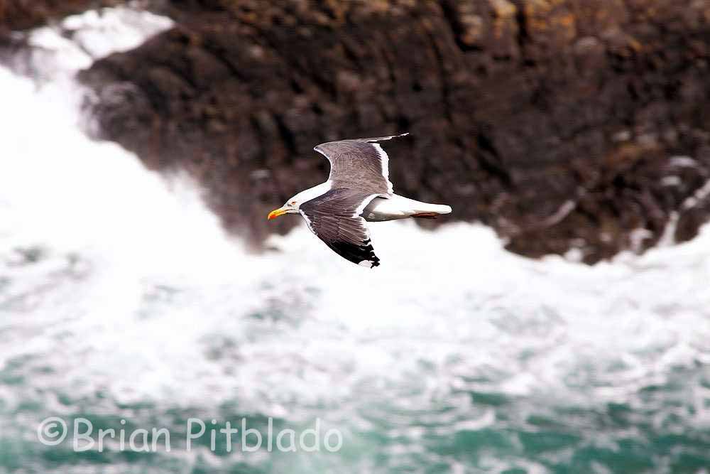 skomer358.jpg