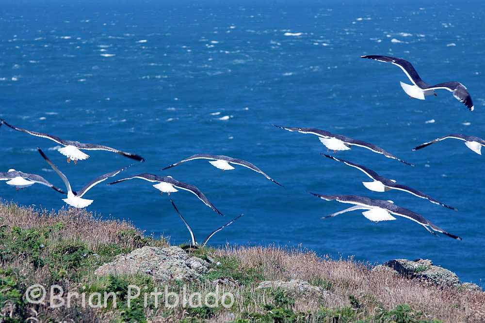 skomer364.jpg