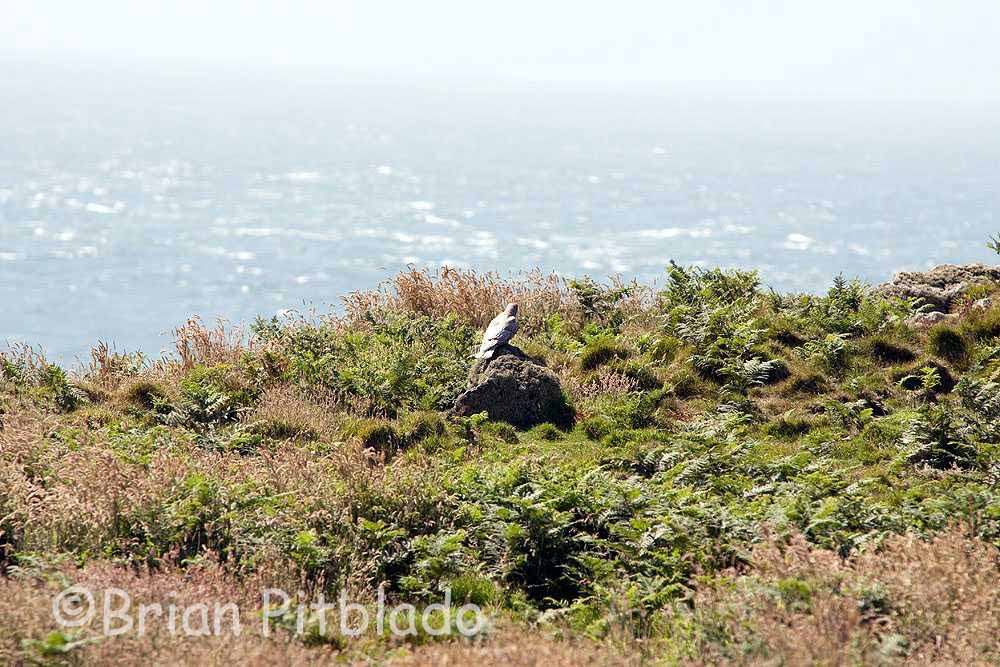 skomer384.jpg