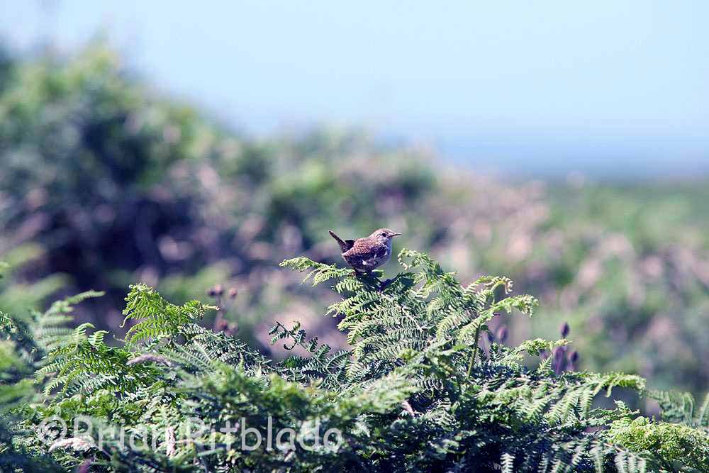 skomer389.jpg