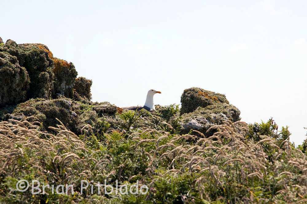 skomer391.jpg