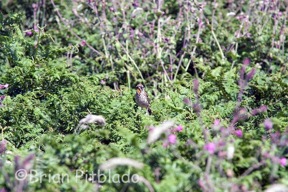 skomer393.jpg