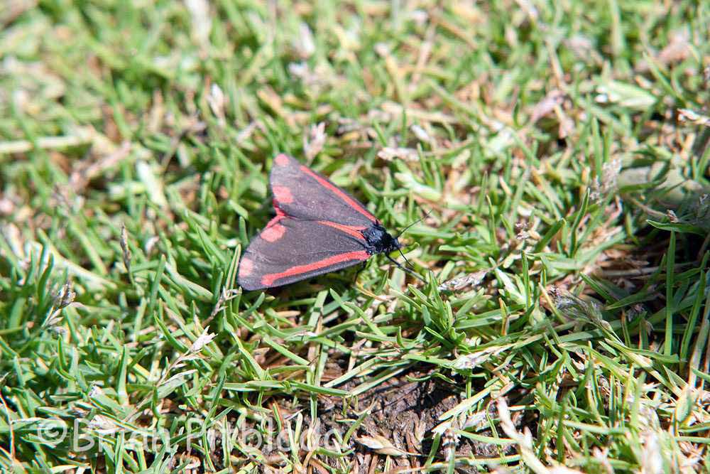 skomer404.jpg