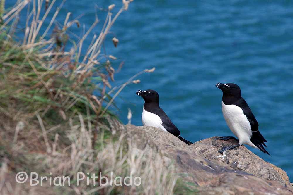 skomer447.jpg