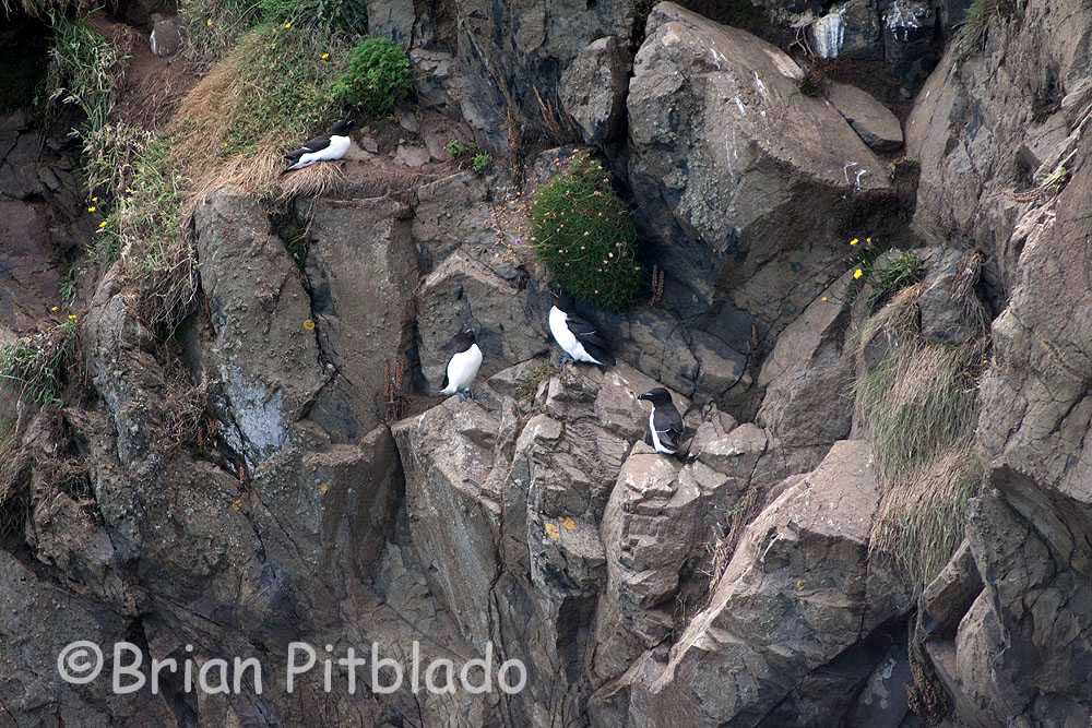 skomer455.jpg