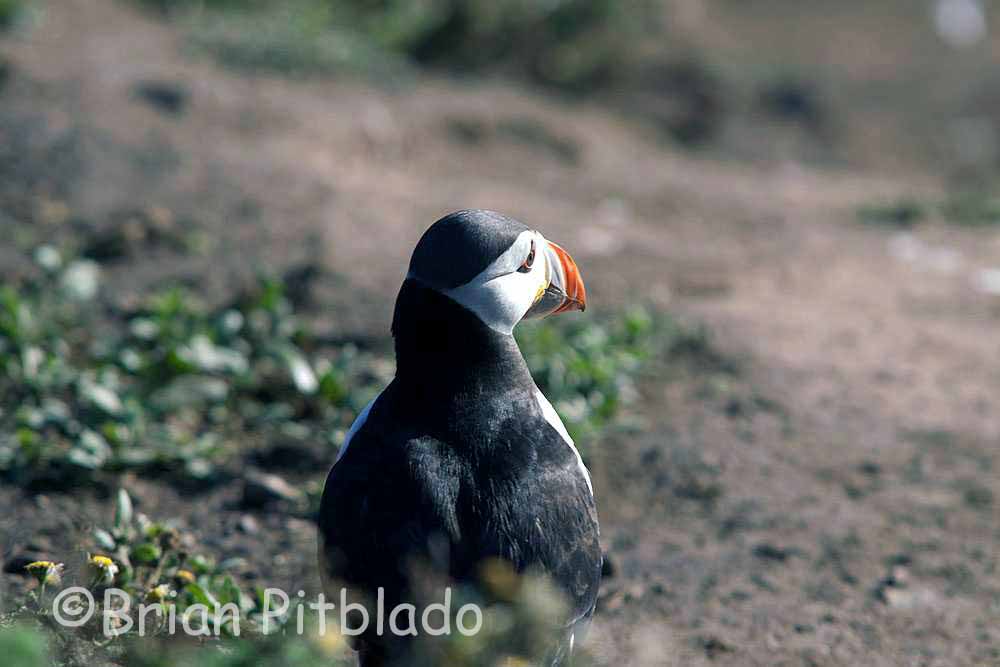 skomer483.jpg