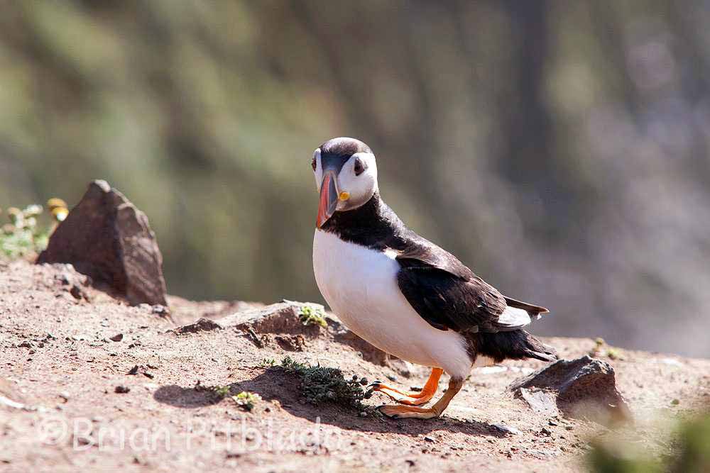 skomer484.jpg