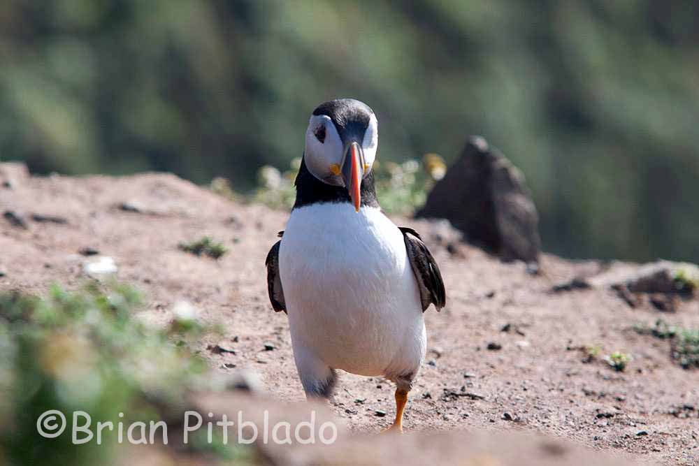 skomer485.jpg