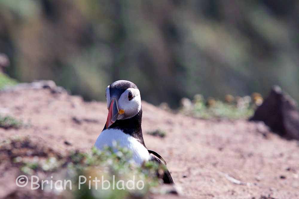 skomer486.jpg