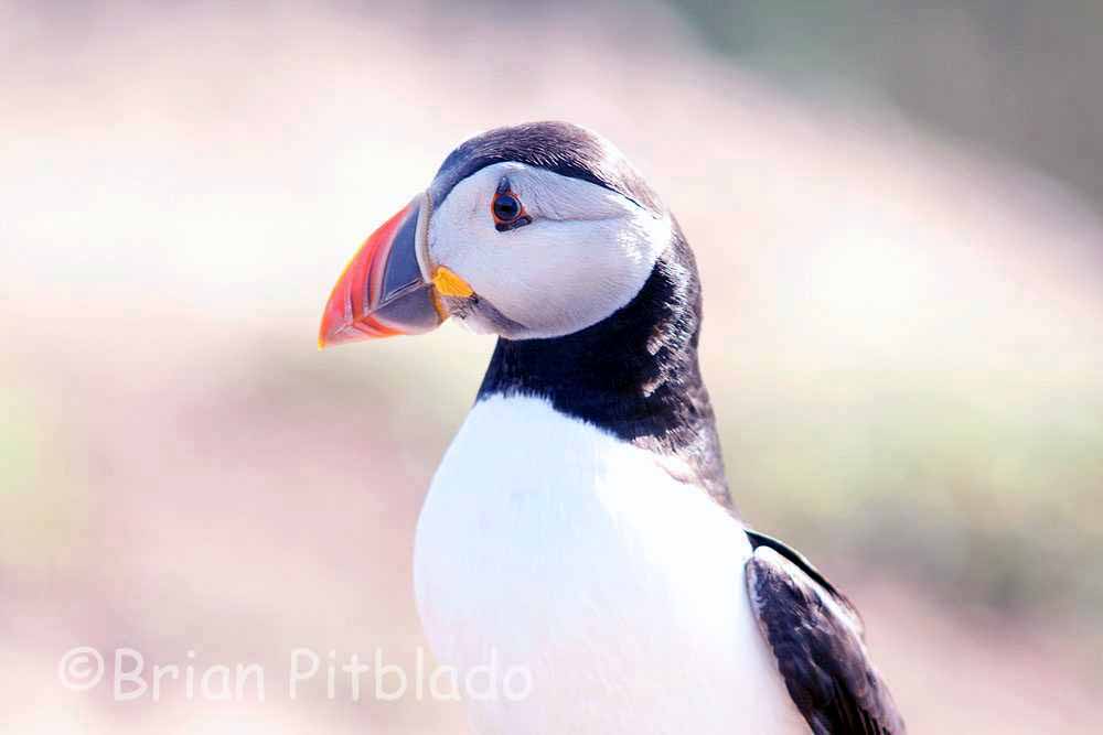 skomer487.jpg