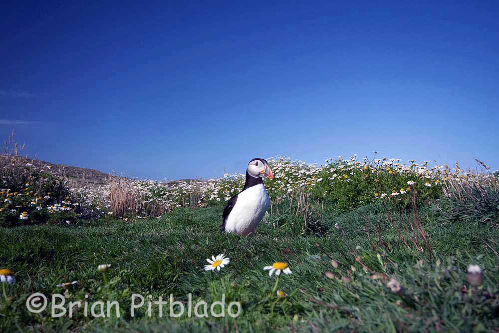 skomer502.jpg